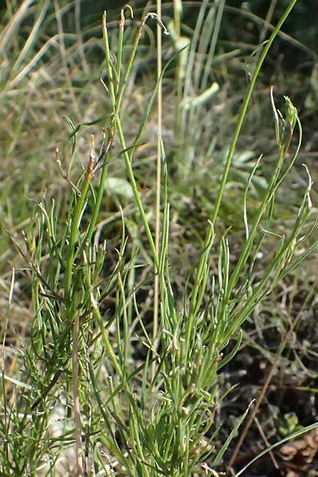 Campanula moravica subsp. xylorrhiza \ M&auml;hrische Glockenblume, Hohlwurzel-Glockenblume / Moravian Bellflower, A Bisamberg 12.8.2025