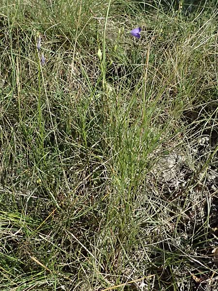Campanula moravica subsp. xylorrhiza \ M&auml;hrische Glockenblume, Hohlwurzel-Glockenblume / Moravian Bellflower, A Bisamberg 12.8.2025