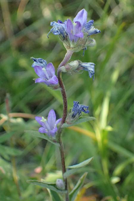 Campanula glomerata \ Knuel-Glockenblume / Clustered Bellflower, A Bisamberg 12.8.2025