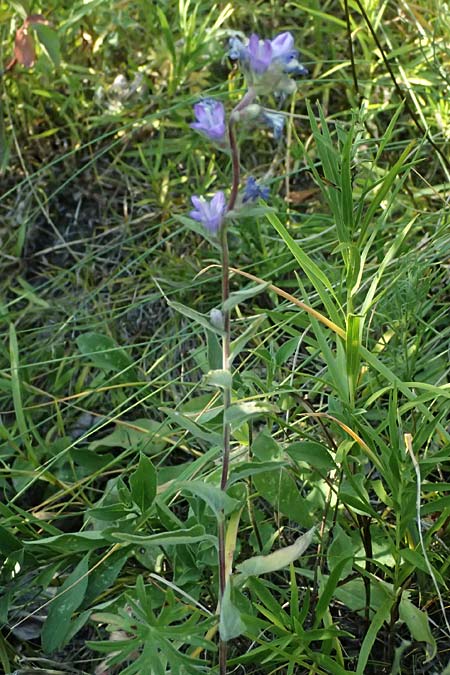 Campanula glomerata \ Knuel-Glockenblume / Clustered Bellflower, A Bisamberg 12.8.2025