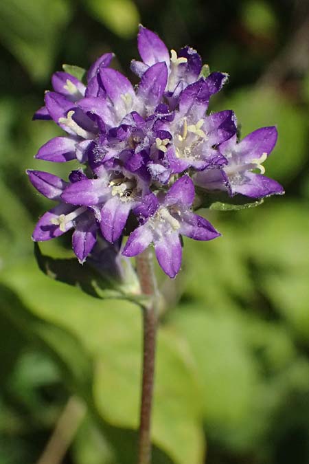 Campanula glomerata \ Knuel-Glockenblume / Clustered Bellflower, A Bisamberg 12.8.2025