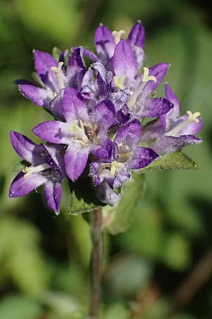 Campanula glomerata \ Knuel-Glockenblume / Clustered Bellflower, A Bisamberg 12.8.2025