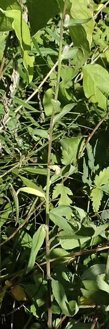 Campanula glomerata \ Knuel-Glockenblume / Clustered Bellflower, A Bisamberg 12.8.2025