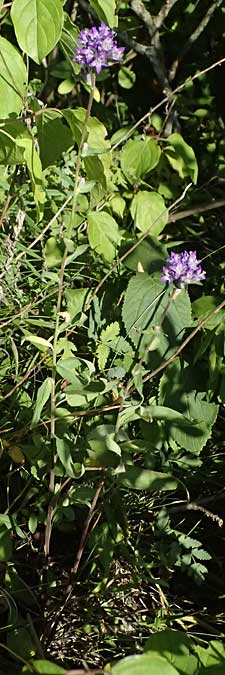 Campanula glomerata \ Knuel-Glockenblume / Clustered Bellflower, A Bisamberg 12.8.2025