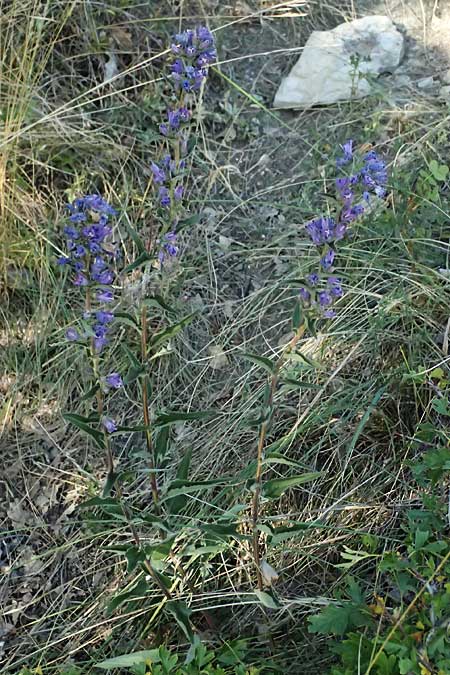 Campanula glomerata \ Knuel-Glockenblume / Clustered Bellflower, A Bisamberg 12.8.2025