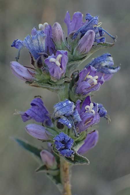 Campanula glomerata \ Knuel-Glockenblume / Clustered Bellflower, A Bisamberg 12.8.2025