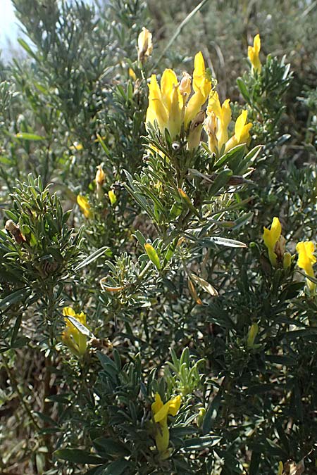 Cytisus austriacus \ �sterreichischer Zwerg-Gei�klee, A Wien 13.8.2025