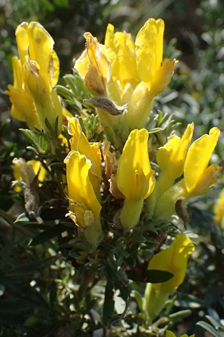Cytisus austriacus \ �sterreichischer Zwerg-Gei�klee, A Wien 13.8.2025