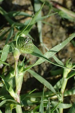Sporobolus aculeatus \ Starres Dornengras / Prickle Grass, A Seewinkel, Apetlon 13.8.2025