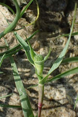 Sporobolus aculeatus \ Starres Dornengras / Prickle Grass, A Seewinkel, Apetlon 13.8.2025