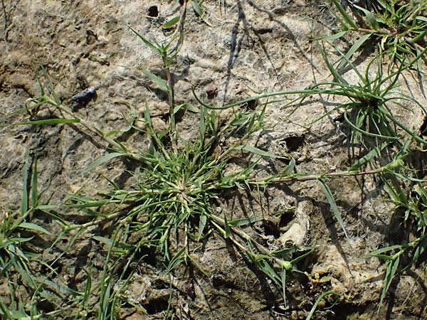 Sporobolus aculeatus \ Starres Dornengras / Prickle Grass, A Seewinkel, Apetlon 13.8.2025
