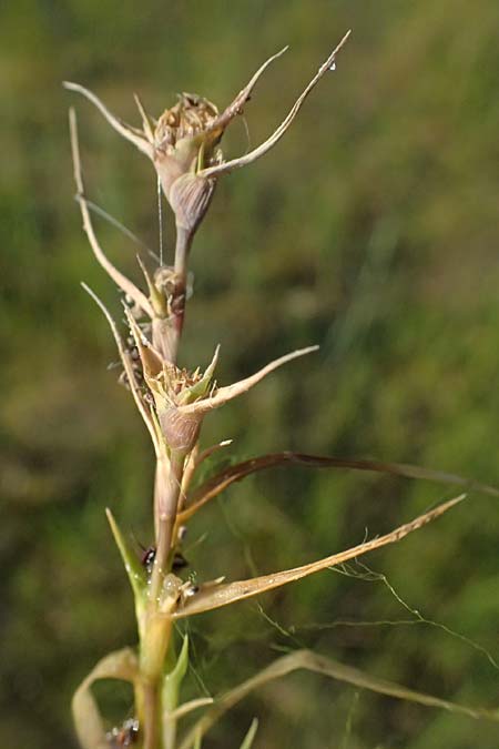 Sporobolus aculeatus \ Starres Dornengras / Prickle Grass, A St.  Andr&auml; 13.8.2025