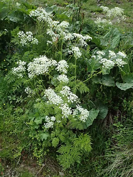 Chaerophyllum aureum \ Gold-K�lberkropf / Golden Chervil, A Steyersverger Schwaig 24.6.2026