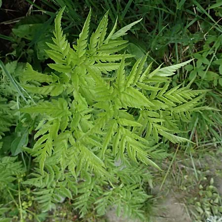 Chaerophyllum aureum \ Gold-K�lberkropf / Golden Chervil, A Steyersverger Schwaig 24.6.2026