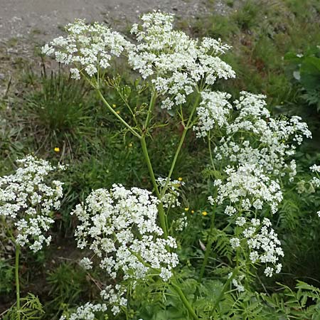 Chaerophyllum aureum \ Gold-K�lberkropf / Golden Chervil, A Steyersverger Schwaig 24.6.2026