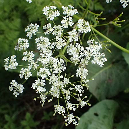 Chaerophyllum aureum \ Gold-K�lberkropf / Golden Chervil, A Steyersverger Schwaig 24.6.2026
