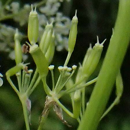 Chaerophyllum aureum \ Gold-K�lberkropf / Golden Chervil, A Steyersverger Schwaig 24.6.2026