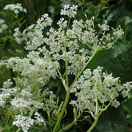 Chaerophyllum aureum \ Gold-K�lberkropf / Golden Chervil, A Steyersverger Schwaig 24.6.2026