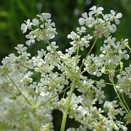 Chaerophyllum aureum \ Gold-K�lberkropf / Golden Chervil, A Steyersverger Schwaig 24.6.2026