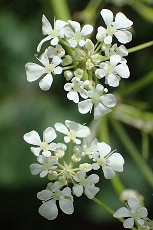 Chaerophyllum aureum \ Gold-K�lberkropf / Golden Chervil, A Steyersverger Schwaig 24.6.2026