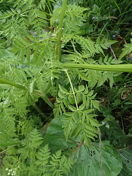 Chaerophyllum aureum \ Gold-K�lberkropf / Golden Chervil, A Steyersverger Schwaig 24.6.2026