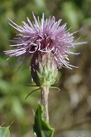 Cirsium arvense \ Acker-Kratzdistel / Creeping Thistle, A Weinviertel,  Ziersdorf 15.8.2026