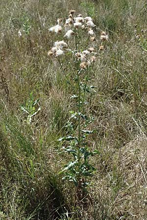 Cirsium arvense \ Acker-Kratzdistel / Creeping Thistle, A Weinviertel,  Ziersdorf 15.8.2026