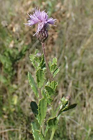 Cirsium arvense \ Acker-Kratzdistel / Creeping Thistle, A Weinviertel,  Ziersdorf 15.8.2026