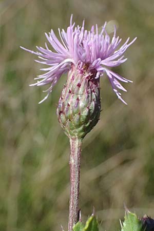 Cirsium arvense \ Acker-Kratzdistel / Creeping Thistle, A Weinviertel,  Ziersdorf 15.8.2026