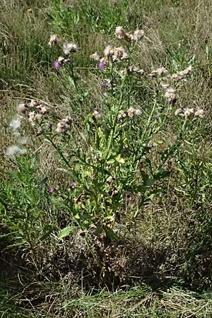 Cirsium arvense \ Acker-Kratzdistel / Creeping Thistle, A Weinviertel,  Ziersdorf 15.8.2026