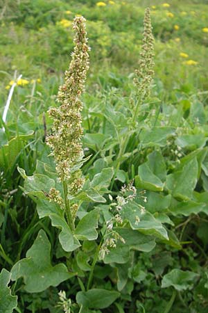 Blitum bonus-henricus \ Guter Heinrich / Good King Henry, A Kärnten/Carinthia, Petzen 2.7.2010