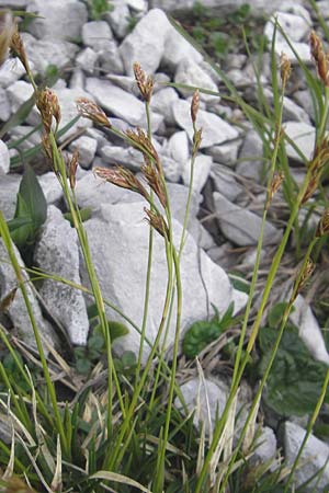 Carex firma \ Polster-Segge / Cushion Sedge, A Kärnten/Carinthia, Petzen 2.7.2010