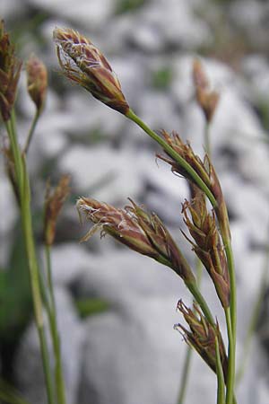 Carex firma \ Polster-Segge / Cushion Sedge, A Kärnten/Carinthia, Petzen 2.7.2010