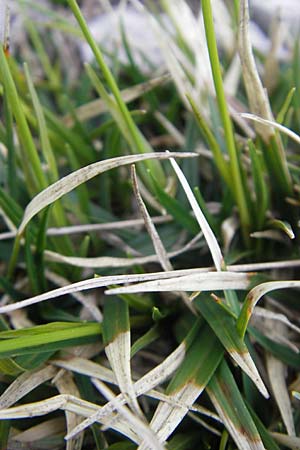 Carex firma \ Polster-Segge / Cushion Sedge, A Kärnten/Carinthia, Petzen 2.7.2010