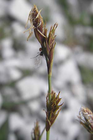 Carex firma \ Polster-Segge / Cushion Sedge, A Kärnten/Carinthia, Petzen 2.7.2010