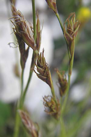 Carex firma \ Polster-Segge / Cushion Sedge, A Kärnten/Carinthia, Petzen 2.7.2010
