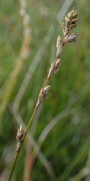 Carex brunnescens \ Brunliche Segge / Brownish Sedge, Green Bog Sedge, A Niedere Tauern, Sölk-Pass 26.7.2021