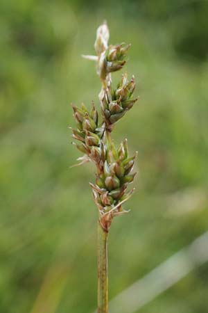 Carex brunnescens \ Brunliche Segge / Brownish Sedge, Green Bog Sedge, A Niedere Tauern, Sölk-Pass 26.7.2021