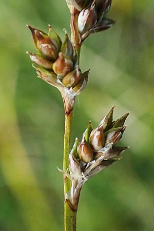 Carex brunnescens \ Brunliche Segge / Brownish Sedge, Green Bog Sedge, A Niedere Tauern, Sölk-Pass 26.7.2021