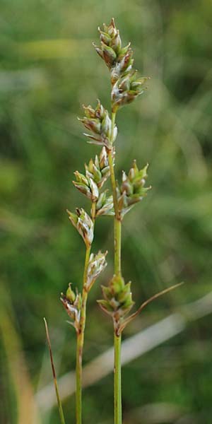 Carex brunnescens \ Brunliche Segge / Brownish Sedge, Green Bog Sedge, A Niedere Tauern, Sölk-Pass 26.7.2021