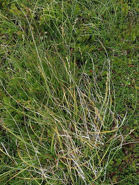 Carex brunnescens \ Brunliche Segge / Brownish Sedge, Green Bog Sedge, A Niedere Tauern, Sölk-Pass 26.7.2021