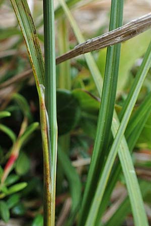 Carex brunnescens \ Brunliche Segge / Brownish Sedge, Green Bog Sedge, A Niedere Tauern, Sölk-Pass 26.7.2021
