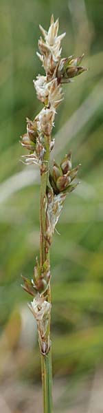 Carex brunnescens \ Brunliche Segge / Brownish Sedge, Green Bog Sedge, A Niedere Tauern, Sölk-Pass 26.7.2021