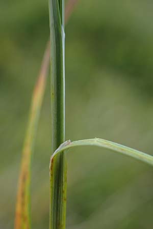 Carex brunnescens \ Brunliche Segge / Brownish Sedge, Green Bog Sedge, A Niedere Tauern, Sölk-Pass 26.7.2021