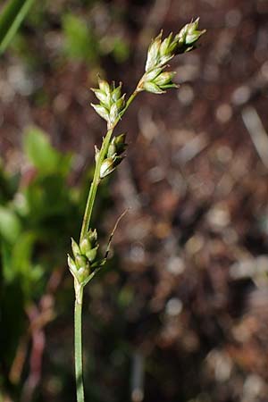 Carex brunnescens \ Brunliche Segge / Brownish Sedge, Green Bog Sedge, A Niedere Tauern, Sölk-Pass 26.7.2021
