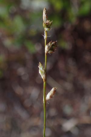 Carex brunnescens \ Brunliche Segge / Brownish Sedge, Green Bog Sedge, A Niedere Tauern, Sölk-Pass 26.7.2021
