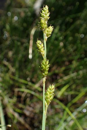 Carex canescens \ Graue Segge / Silvery Sedge, A Wölzer Tauern, Hohenwart 29.7.2021