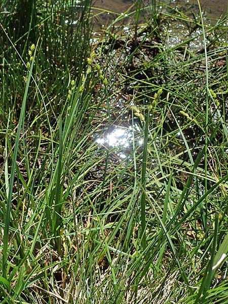 Carex canescens \ Graue Segge / Silvery Sedge, A Wölzer Tauern, Hohenwart 29.7.2021