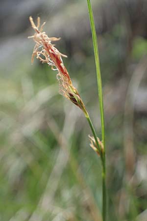 Carex brachystachys \ Kurzhrige Segge / Short-Spiked Sedge, A St. Gilgen 16.5.2022