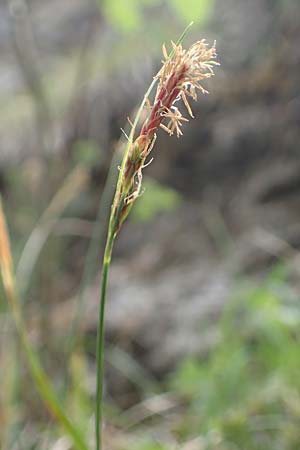 Carex brachystachys \ Kurzhrige Segge / Short-Spiked Sedge, A St. Gilgen 16.5.2022